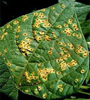 Plant pathology- Symptoms of Diseases research at University of Florida